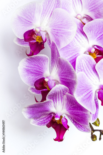 Naklejka na kafelki Violet-white orchid on white background. Detail of flower.