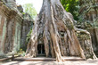 Roots of a spung on Prasat Ta Prohm Temple, siam reap, cambodia