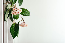 A Bunch Of Delicate Hoya Flowers On A White Background. Pattern, Mock-up And Free Space. White Texture.
