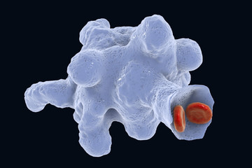 Sticker - Entamoeba histolytica protozoan engulfing red blood cells. Parasite which causes amoebic dysentery and ulcers, 3D illustration