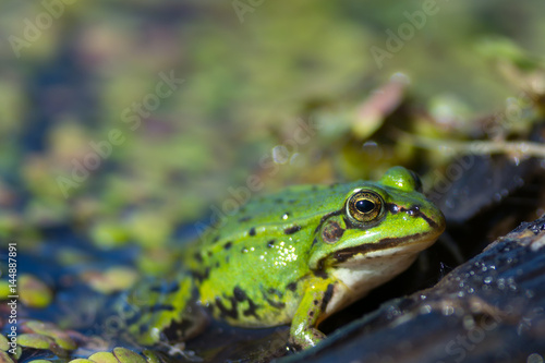 Plakat Widok z boku zielonej żaby