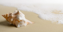 Soft Wave With Foam And Seashell On The Sandy Beach.