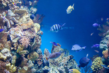  many Fish on the coral reef