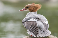 Goosander (Mergus Merganser) Female Showing Crest. Sawbill Duck In The Family Anatidae, With Crest And Serated Bill, On The River Taff, Cardiff, UK