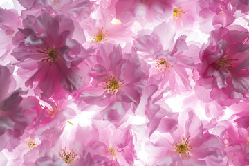 Canvas Print - sakura flowers