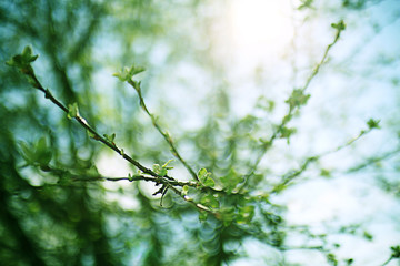 Wall Mural - young green leaves spring background