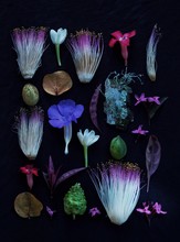 Assorted Tropical Flowers Isolated On Black Background