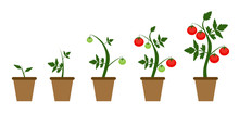 Garden Background Vector Illustration. Growing Bush Of Tomatoes 