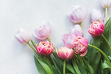 Fototapeta Tulipany - Pink tulip. Tulips. Flower background. Flowers photo concept. Holidays photo concept. Pink tulips on gray abstract background. Pink tulip. Tulips. Flowers. Flower background. Copyspace. Peony Tulip