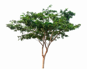tree isolated on white background