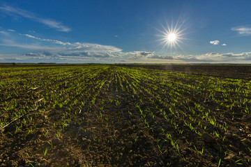 Wall Mural - Wheat field at sunset