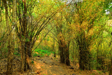  Bamboo forest in nature at landscape