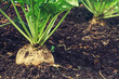 Sugar beet root crop
