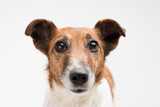 Fototapeta Zwierzęta - Jack russell the terrier isolated. Muzzle of a funny happy dog