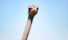 Ostrich Bird Head And Neck Front Portrait In The Farm