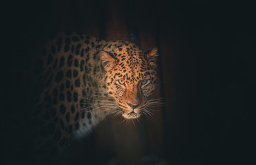 leopard 