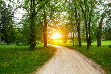 Canvas Print - Road on the sunny park