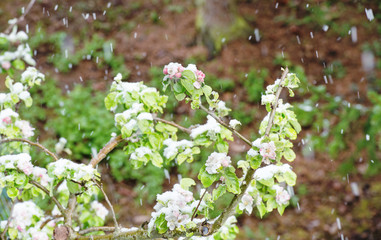 Wall Mural - Apple tree blossoms in snow Snowfall spring