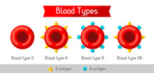 Set Of Blood Cells Types. Medical And Healthcare Infographic