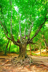 Wall Mural - Old branchy evergreen beech forest.