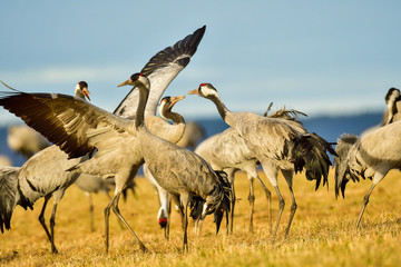 Canvas Print - Eurasian crane