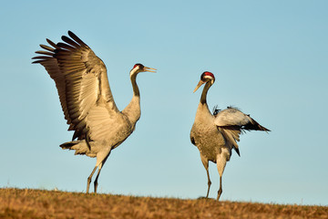 Canvas Print - Eurasian crane