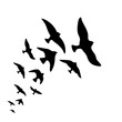 © ArtBackground - Vector silhouette flock of flying birds design on white background