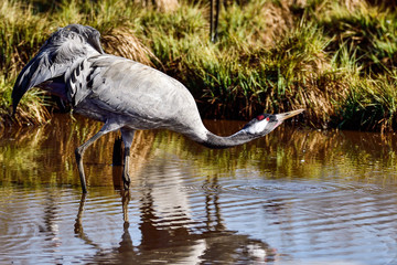 Canvas Print - Eurasian crane