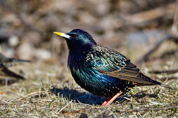 Canvas Print - Starling