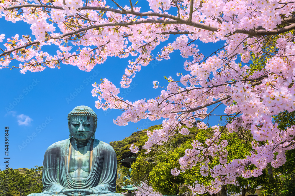 The Great Buddha and cherry blossoms in Kamakura Japan. Located in ...