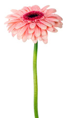 Wall Mural - pink gerbera flower with water drops