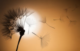 Fototapeta Dmuchawce - flying dandelion seeds on a sunset background