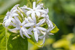 White flowers, Angel hair jasmine, Star Jasmine.