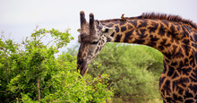 Male Giraffe Eating Leaves In