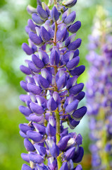 Wall Mural - Spring purple lupines