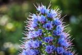 Echium Webbii