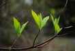 Zielone liście wczesną wiosną