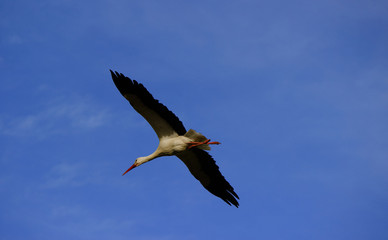 Wall Mural - Stork flying on a blue sky in Alentejo Portugal