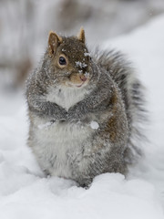 Squirrel In Snow