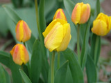 Fototapeta Tulipany -  flower, tulip, flora, floral, nature, natural, green, spring, field, red, colorful, background, summer, yellow, tulips landscape, plant, leaf, outdoors, tulips meadow, sunlight, tulips view, garden, 