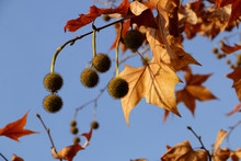 Autumnal Plane Tree Against The Sky. Spiny Balls Of Seeds And Yellow With Orange Leaves On A Background Of Blue Autumn Sky