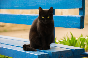 Black cat resting on a blue wooden bench