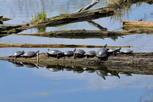Many Painted Turtles Sunnung On A Log In A Pond
