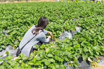 Sticker - Asian young woman enjoy picking strawberry in field