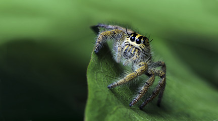 Beautiful Spider on green leaf, Jumping Spider in Thailand, Hyllus diardi