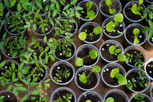 Tomato And Eggplant Seedlings Growing In A Greenhouse - Selective Focus, Copy Space