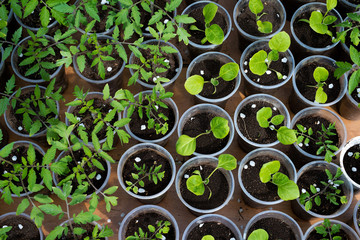 Wall Mural - tomato and eggplant seedlings growing in a greenhouse - selective focus, copy space