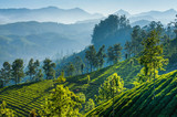 Fototapeta Góry - Green tea plantations. Munnar, Kerala, India