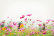 © Atakorn - Landscape of nature background and beautiful pink and red cosmos flower field with sunset. vintage color tone