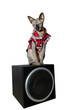 Cat sphinx in checkered shirt sit on the speaker